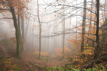 Mystischer Nebelwald im Mittelgebirge - 181612408
