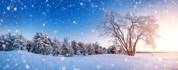 Cercles muraux Arbres Bel arbre dans le paysage d& 39 hiver en fin de soirée dans les chutes de neige