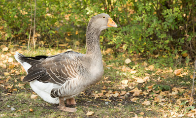 portrait of a goose in a park in autumn