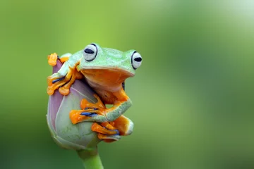 Fototapeten Laubfrosch, fliegender Frosch auf Lotusknospe © kuritafsheen