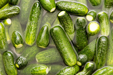 green cucumbers wash in water as a background