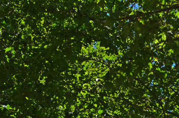 Fototapeta na wymiar Under the trees view