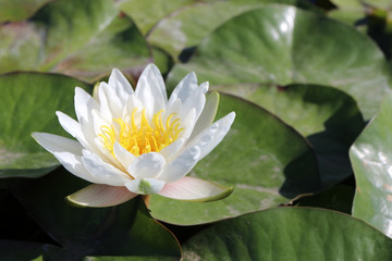 Blooming European white water lily (Nymphaea alba L.) in the pond