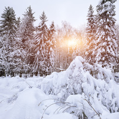 Christmas trees covered with snow in the city park