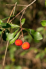 Arbouse, fruite de l'arbousier (ou arbre à fraises) sur le Bassin d'Arcachon (France)