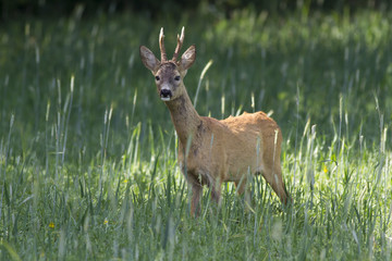 Naklejka na ściany i meble European roe deer (Capreolus capreolus)