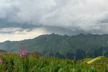 Fototapeta premium Willowweed in Abkazia mountains