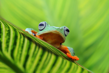 Tree frog, flying frog on leaves