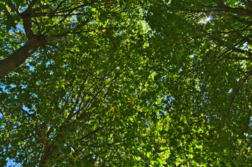 Obraz premium Under the trees view