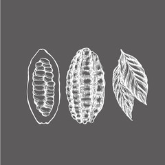 Set Cocoa beans vector illustration. Engraved style illustration. Sketched hand drawn cacao beans, tree, leafs and branches.