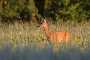  European roe deer (Capreolus capreolus)