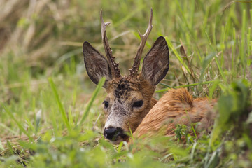  European roe deer (Capreolus capreolus)