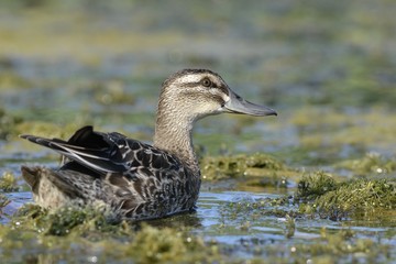 Garganey (Anas querquedula), Greece