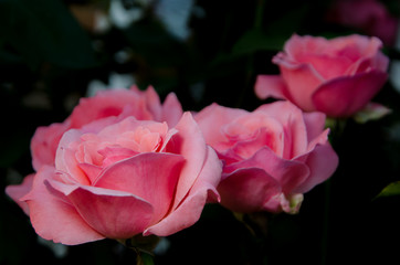  beautiful roses in the garden