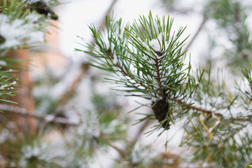 Naklejka na ściany i meble Green pine tree branch covered with white snow