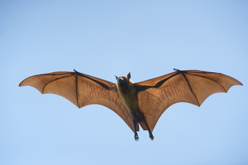 Bat flying on blue sky (Lyle's flying fox)