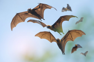Bats flying on blue sky (Lyle's flying fox)
