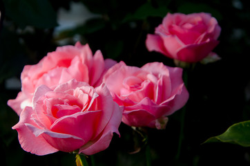  beautiful roses in the garden