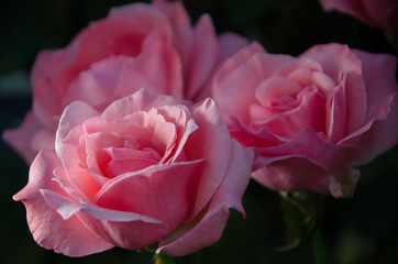  beautiful roses in the garden