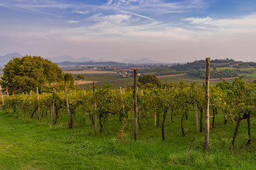 Fototapeta na wymiar Wein anbau in Italien 2017