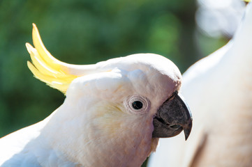 Australian sulphur crested cockatoo bird
