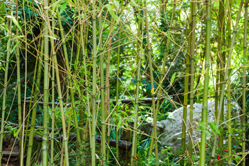 Bamboo stems in Lluc botanical garden, Majorca, Spain