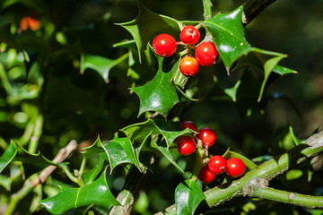 Close-up of Ilex aquifolium or European holly leaves and fruit