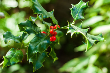 Close-up of Ilex aquifolium or European holly leaves and fruit