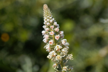 White mignonette (Reseda alba)