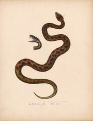 Illustration of a snake.
