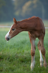 Mare with a foal on the pasture