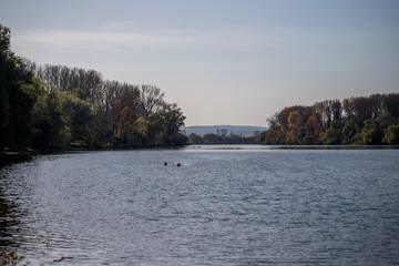 Fototapeta na wymiar Rheinufer bei Ingelheim im Herbst