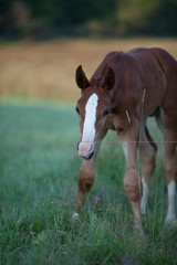 Mare with a foal on the pasture