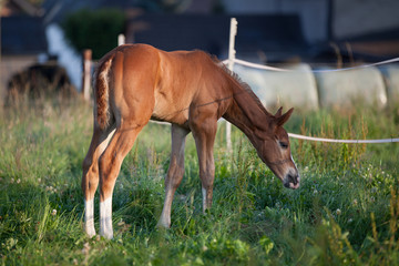 Mare with a foal on the pasture
