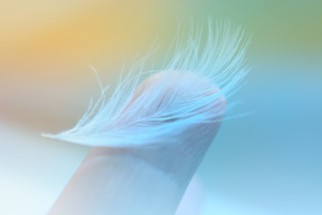 Feather on a finger