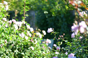 autumn rose garden