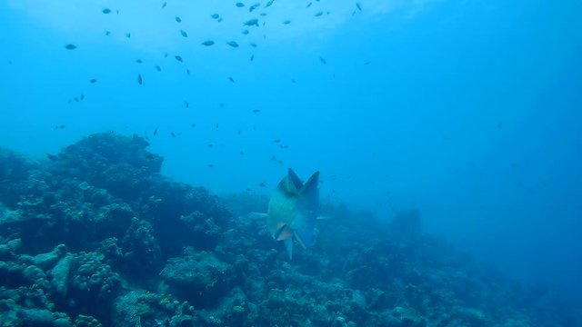 coral life caribbean sea underwater 1080P video
