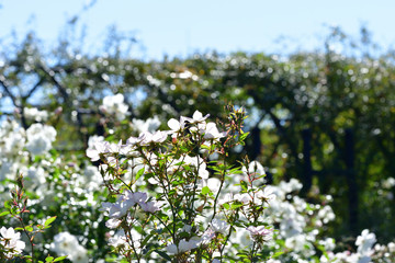 autumn rose garden