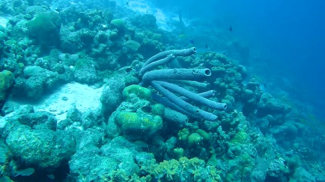 coral life caribbean sea underwater 1080P video