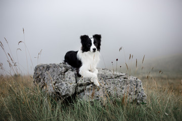 Bordercollie walking in the fog