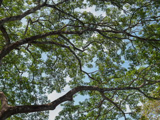 Forest big Tree with sunlight..
