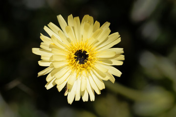 Smooth Golden Fleece (Urospermum dalechampii)