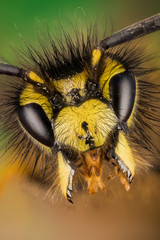 Focus Stacking - Common Wasp, Wasp