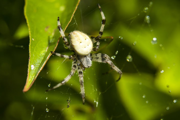 Spider with large abdomen in the net