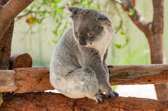 Australian koala bear portrait