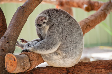 Australische koalabeerportret