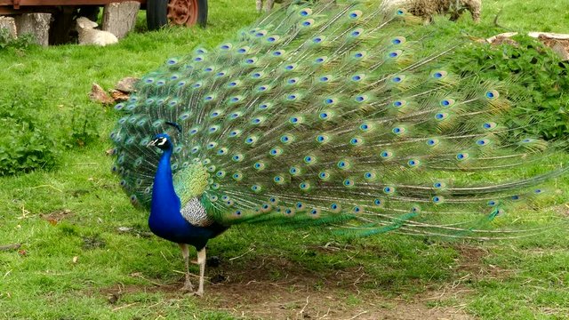 A peacock fanning its tail feathers.