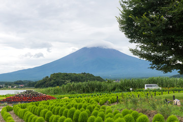 Fototapeta na wymiar View of the Fuji mountain from the shore under the cloudy sky amid the lawn with flowers. Japan