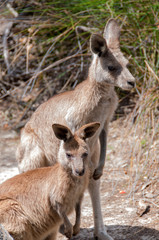 Australian kangaroo portrait