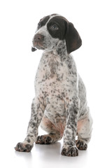 german shorthaired pointer puppy